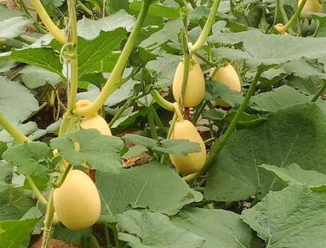 看看菜农刘刚建种植的“黄金笋瓜”，高产又高价！