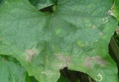 蔬菜种子丝瓜栽培-丝瓜霜霉病的形成原因及防治方法