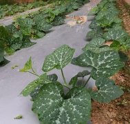 无需喷农药的蔬菜，栽培简单、效益高！