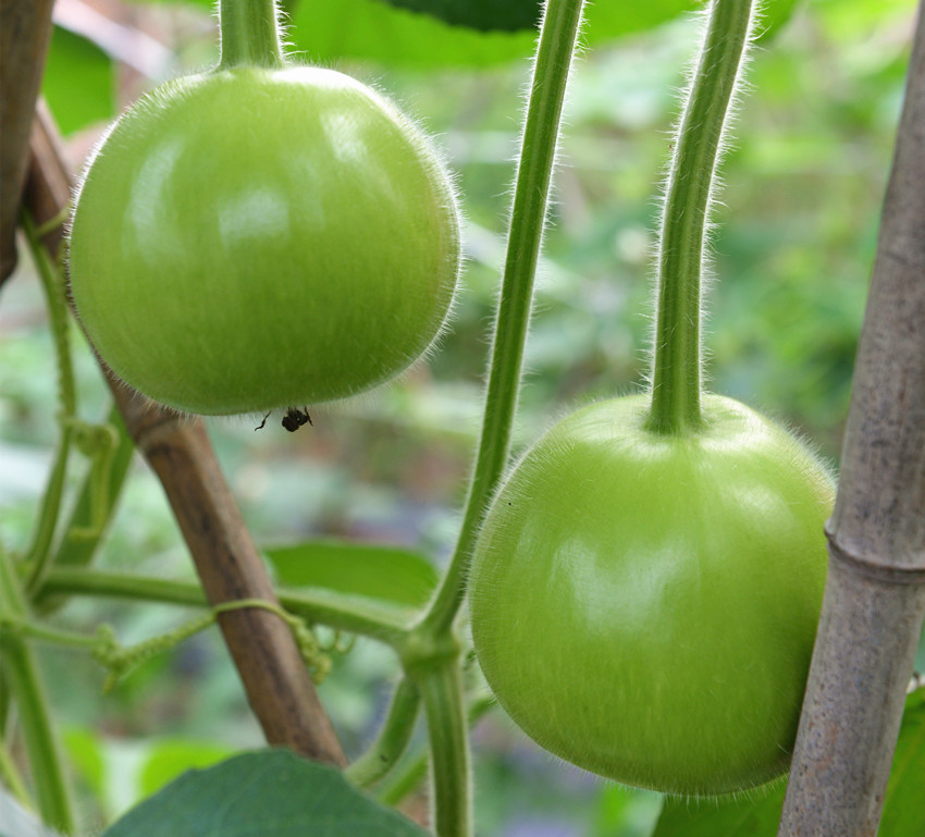 这种圆瓠瓜，果形正，品质高，每亩能产7000公斤，5月种植刚刚好