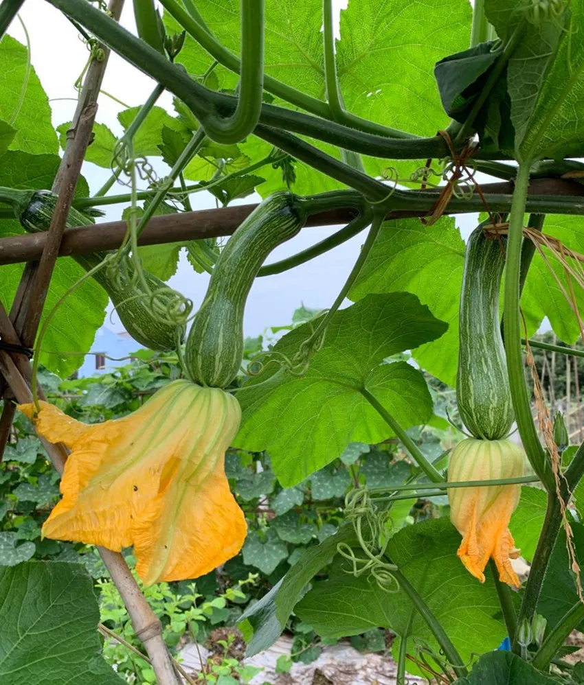 3元1斤的健美蜜本南瓜快成熟了，缅甸种植户发来图片与视频