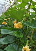在大棚内栽培“健美蜜本”南瓜，怎么样？看菜农石昌斌发来的图片