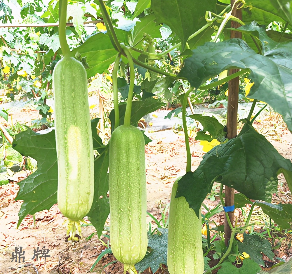 丝瓜新品种层不出穷，2021年，哪个丝瓜品种最值得种植？