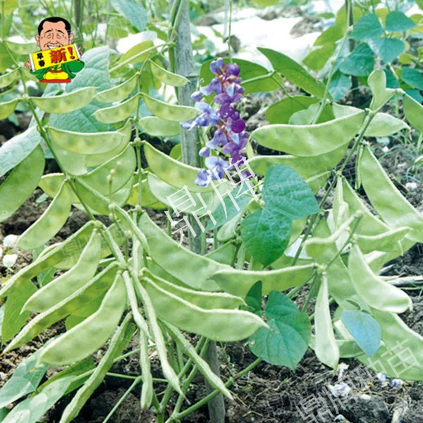 扁豆种子特早春