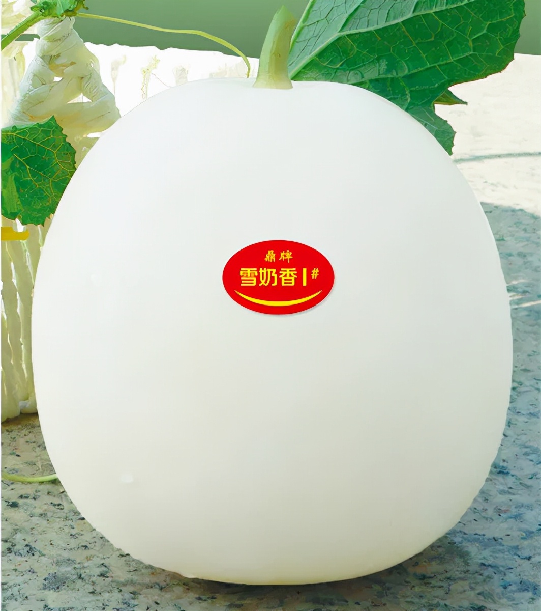 河南焦作的李向林今年种植甜瓜新品种,客户直接拉货走人