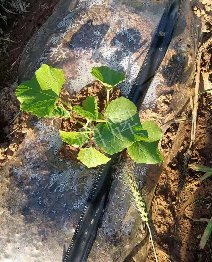河南焦作的李向林今年种植甜瓜新品种,客户直接拉货走人