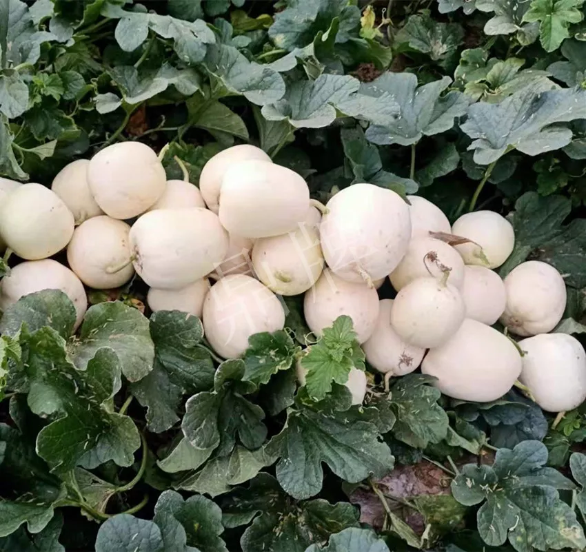 河南焦作的李向林今年种植甜瓜新品种,客户直接拉货走人