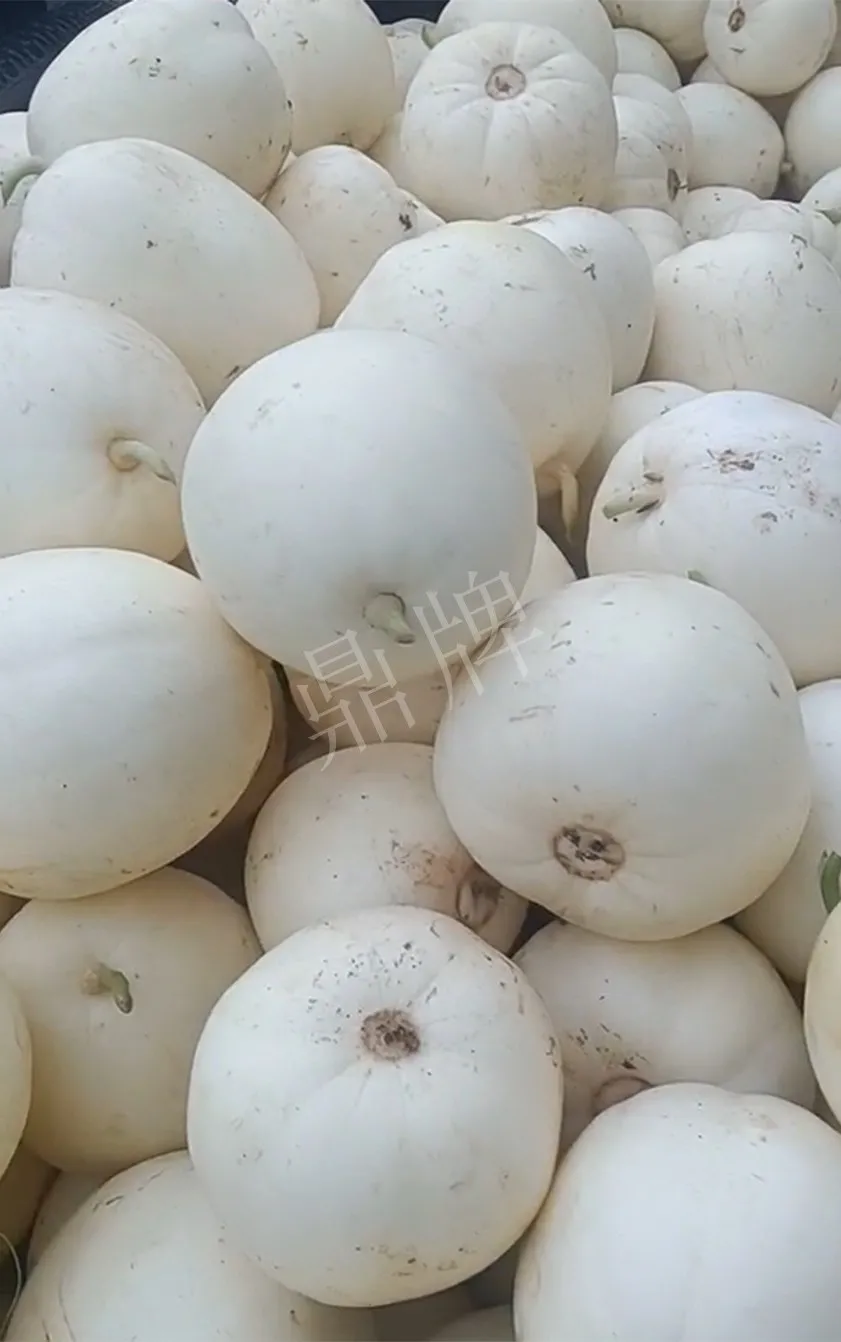 河南焦作的李向林今年种植甜瓜新品种,客户直接拉货走人