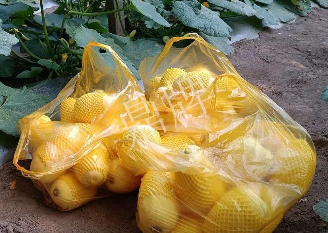 “黄金笋瓜”3月15日上市了，批发9元1斤！