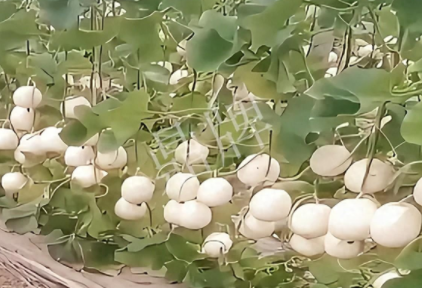 现在的瓜菜价格不好，但我种植的优质甜瓜还是有好的收入！