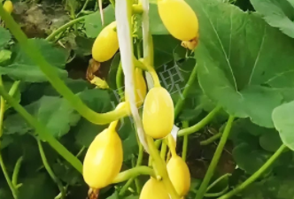 一个特色品种种植户的反馈，带给大家的思考