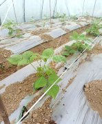 超早！超早！我的扁豆2月15日“逆季”上市……